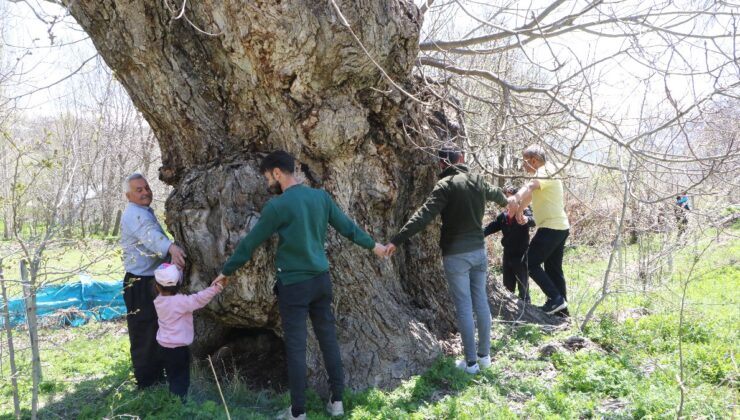 Hakkari’deki 5oo yıllık ceviz ağacının kovuğuna 12 kişi sığdı
