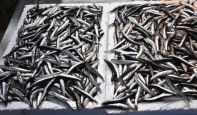 Hamsi ihracatı geliri 9 milyon doları aştı