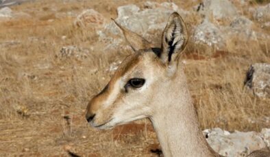 Hatay dağ ceylanlarının sayısı 6 kat arttı