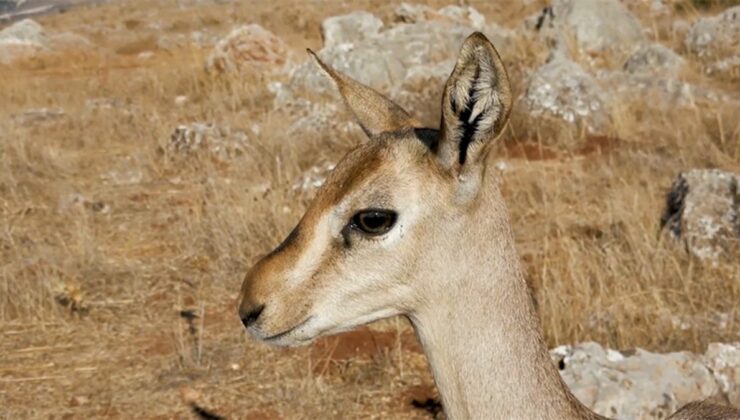 Hatay dağ ceylanlarının sayısı 6 kat arttı