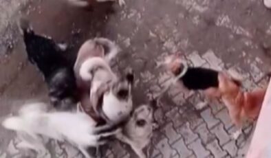 Hatay’da başıboş köpek sürüsü, 2 köpeğe saldırdı