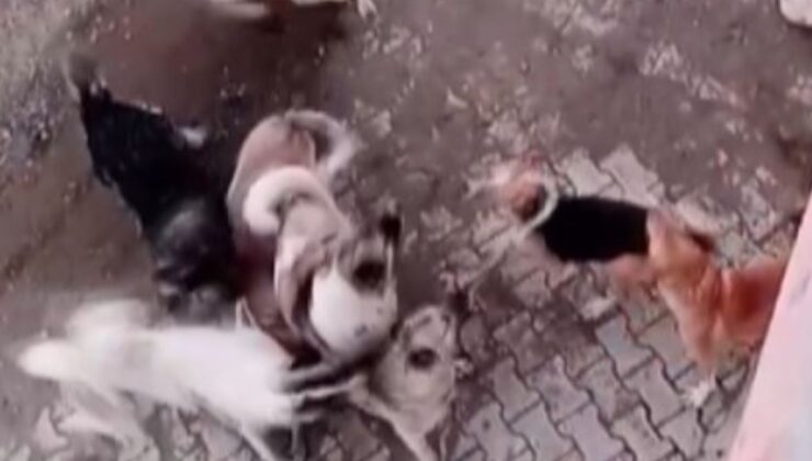 Hatay’da başıboş köpek sürüsü, 2 köpeğe saldırdı