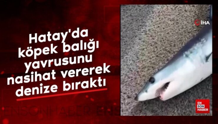 Hatay’da köpek balığı yavrusunu nasihat vererek denize bıraktı