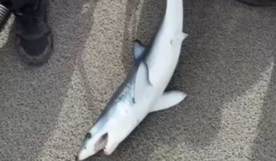 Hatay’da oltasına takılan köpek balığı yavrusuna nasihatte bulundu