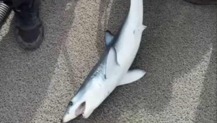 Hatay’da oltasına takılan köpek balığı yavrusuna nasihatte bulundu