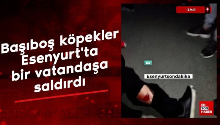 İstanbul’da başıboş köpekler vatandaşa saldırdı