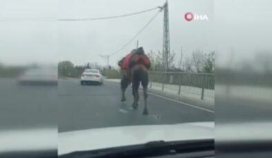İstanbul’da kaçan devesini araçla takip edip yakaladı