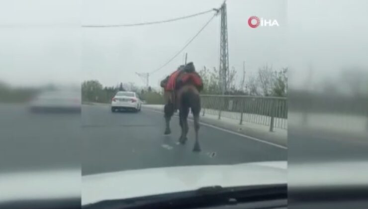 İstanbul’da kaçan devesini araçla takip edip yakaladı