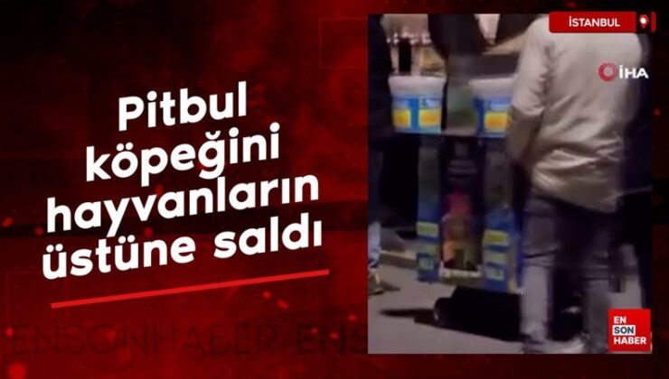 İstanbul’da pitbul cinsi köpeğini diğer hayvanların üstüne saldı