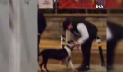 İstanbul’da pitbull cinsi köpeğini diğer hayvanların üstüne saldı