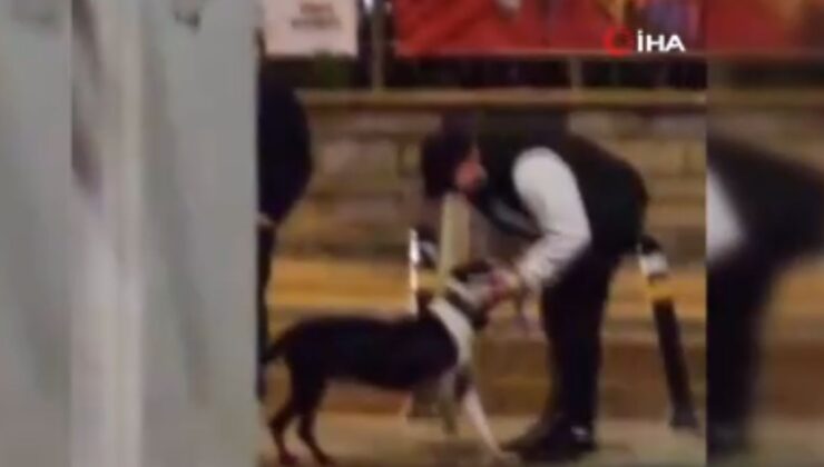 İstanbul’da pitbull cinsi köpeğini diğer hayvanların üstüne saldı