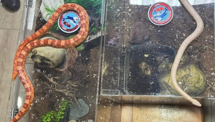 İstanbul’da piton ve zehirli Mısır yılanı ele geçirildi
