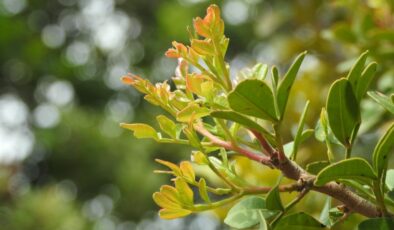 İzmir’in coğrafik işaretli ‘damla sakızı’ yüksek fiyatıyla dikkat çekiyor