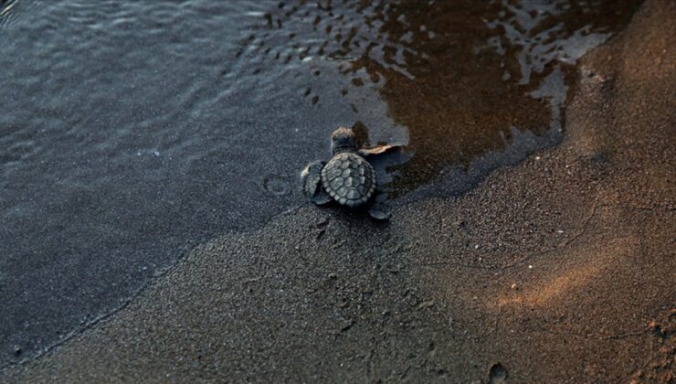 İztuzu Sahili, Caretta Carettalar için hazır
