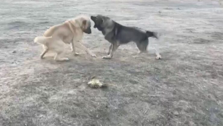Kahramanmaraş’ta köpekler acımasızca dövüştürüldü
