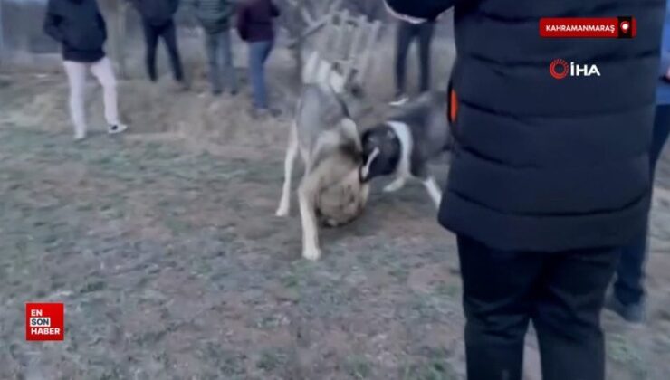 Kahramanmaraş’ta köpekler acımasızca dövüştürüldü