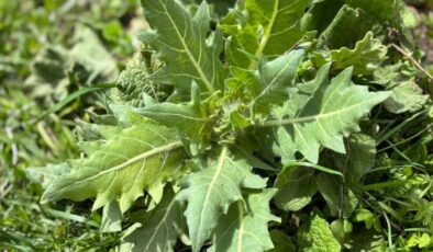 Kars’ta ‘güzelavrat’ otu yiyen 8 çocuk zehirlendi