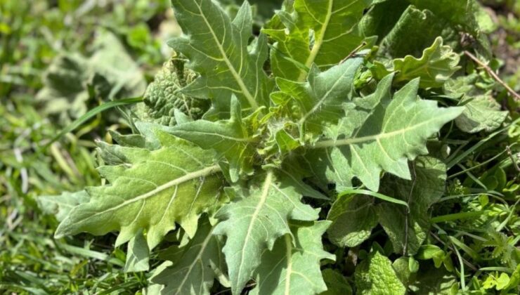 Kars’ta ‘güzelavrat’ otu yiyen 8 çocuk zehirlendi