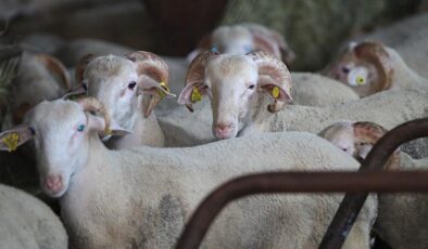 Kayseri’de kurbanda pay fiyatları açıklandı