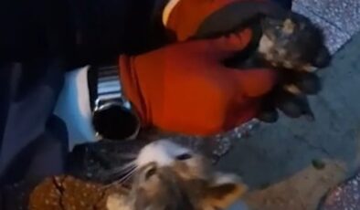 Kırıkkale’de anne kedi baygın yavrusunu itfaiye ekiplerine getirdi