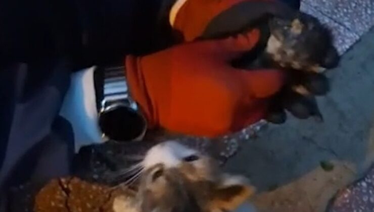 Kırıkkale’de anne kedi baygın yavrusunu itfaiye ekiplerine getirdi