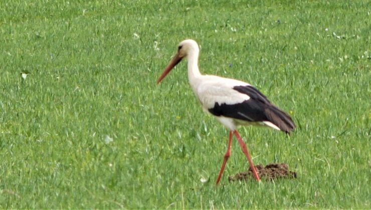 Leylekler Muş Ovası’na döndü