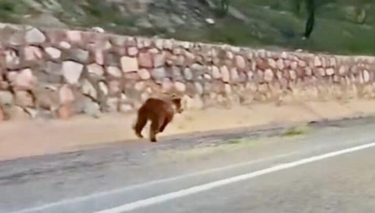 Malatya’da köy yoluna inen ayı şaşkınlık yarattı