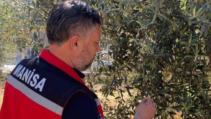 Manisa’da zeytin üreticilerine ’Pamuklu bit’ uyarısı