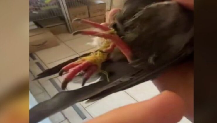 Mardin’de gagası ve ayakları bağlı halde bulunan kuş kurtarıldı