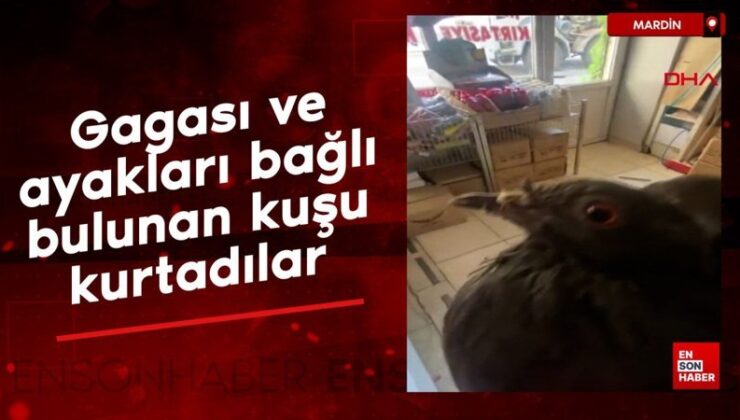 Mardin’de gagası ve ayakları bağlı halde bulunan kuşu kurtadılar