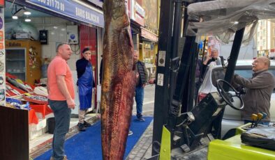 Meriç Nehri’nde 3 metrelik yayın yakaladı: 150 kilo ağırlığında