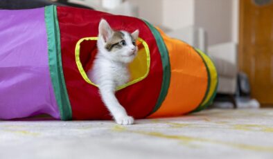 Mersin’de camide doğan kedilerin keyfi yerinde