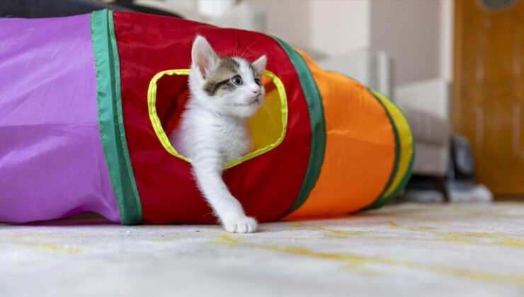 Mersin’de camide doğan kedilerin keyfi yerinde