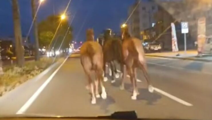 Mersin’de çiftlikten kaçan yarış atları görüntülendi