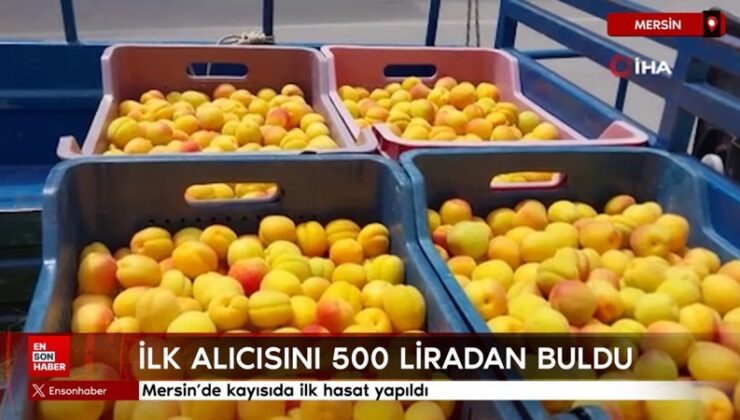 Mersin’de kayısıda ilk hasat yapıldı: 500 liradan alıcı buldu