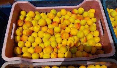 Mersin’de kayısıda ilk hasat yapıldı