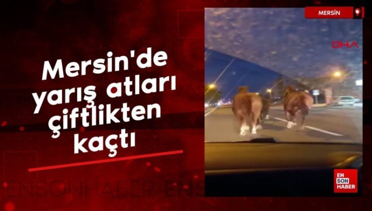 Mersin’de yarış atları çiftlikten kaçtı