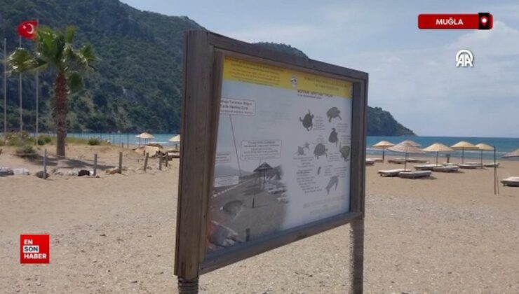 Muğla İztuzu Sahili’nde caretta carettalar için hazırlıklar tamamlandı