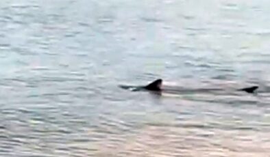 Muğla’da kıyıya yakın bölgede iki köpek balığı görüldü