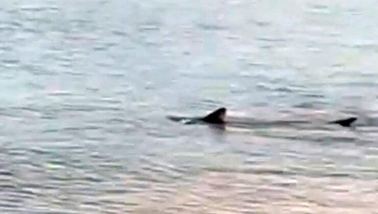 Muğla’da kıyıya yakın bölgede iki köpek balığı görüldü