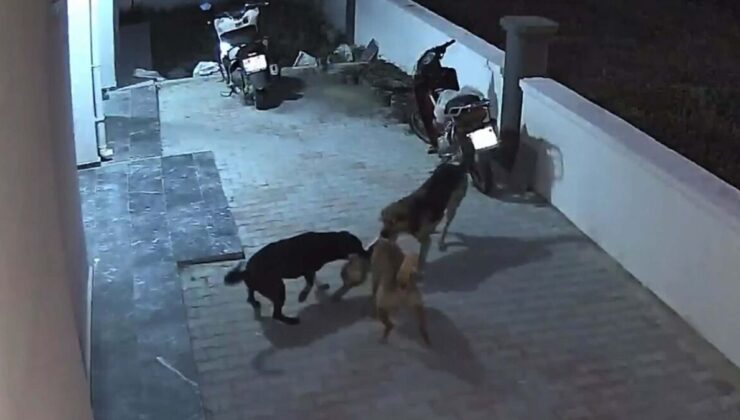 Muğla’da sokak köpekleri kediyi parçaladı