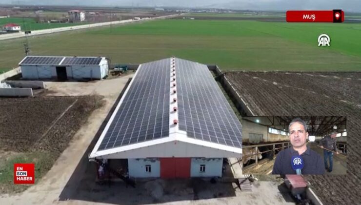 Muş’ta devlet desteğiyle kurduğu çiftlikte hem et hem de enerji üretiyor