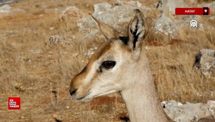 Nesli tehlike altında olan Hatay dağ ceylanlarının sayısı artıyor