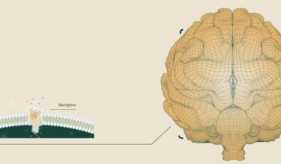 Neuralink rakibi şirket, beyin implantı için ABD’den onay aldı