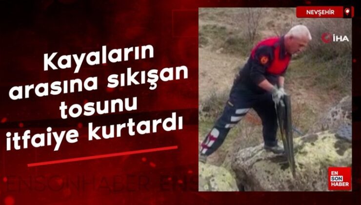 Nevşehir’de kayaların arasına sıkışan tosunu itfaiye kurtardı
