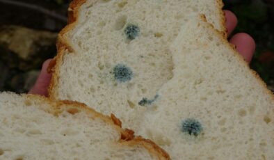 Ordu’da satın aldığı ekmek küflü çıktı