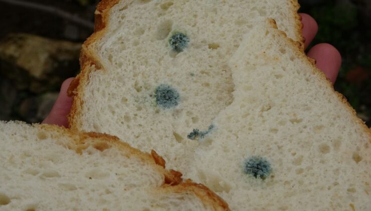 Ordu’da satın aldığı ekmek küflü çıktı