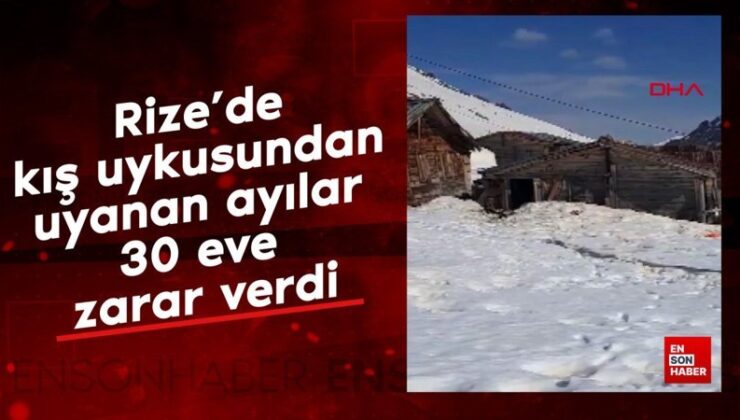Rize’de kış uykusundan uyanan ayılar 30 eve zarar verdi