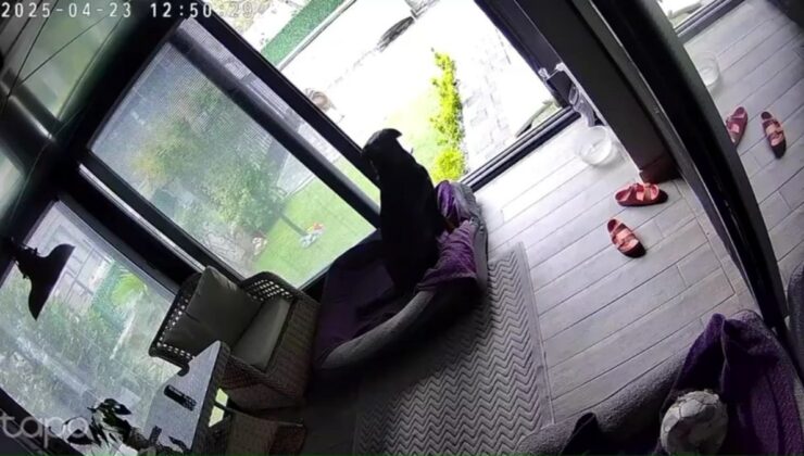 Sakarya’da deprem anında köpeklerin kaçışması kamerada