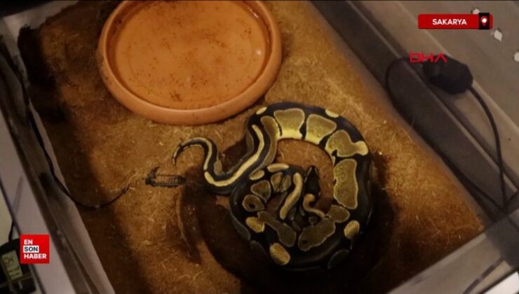 Sakarya’da iş yerinde kraliyet pitonu ele geçirildi